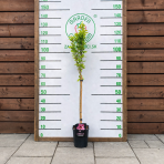 Ibištek sýrsky (Hibiscus syriacus ) ´Gandini Santiago´®- výška 120-130 cm, kont. C5L - NA KMIENKU